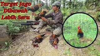 BERBURU AYAM HUTAN SAWIT Part 37 || Target Jago dibawah