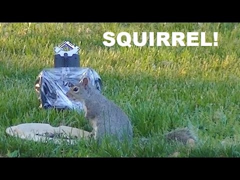 Binaural Birds of a Feather! Bird and Squirrel ASMR Sounds, Flapping Wings, and Crunching Seeds