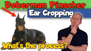 Doberman Pinscher Ear Cropping: What's it Like?