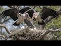 Marabou Stork: 140 Days From Egg to Ruthless Survivor - A Brutal Journey