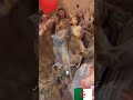كي نشوفك يزيد خيالي