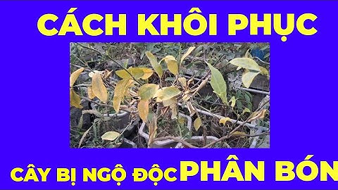 Cách cứu cây chanh bị ngộ độc phân bón