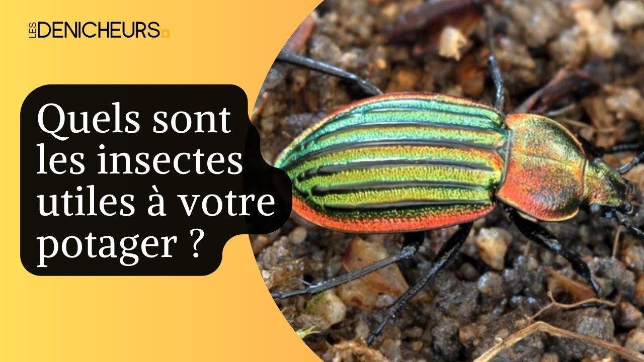 🦋 Quels sont les insectes utiles à votre potager ? 🐞 - YouTube
