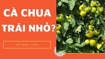 Giải pháp cho cà chua trái nhỏ - FUNOFARM