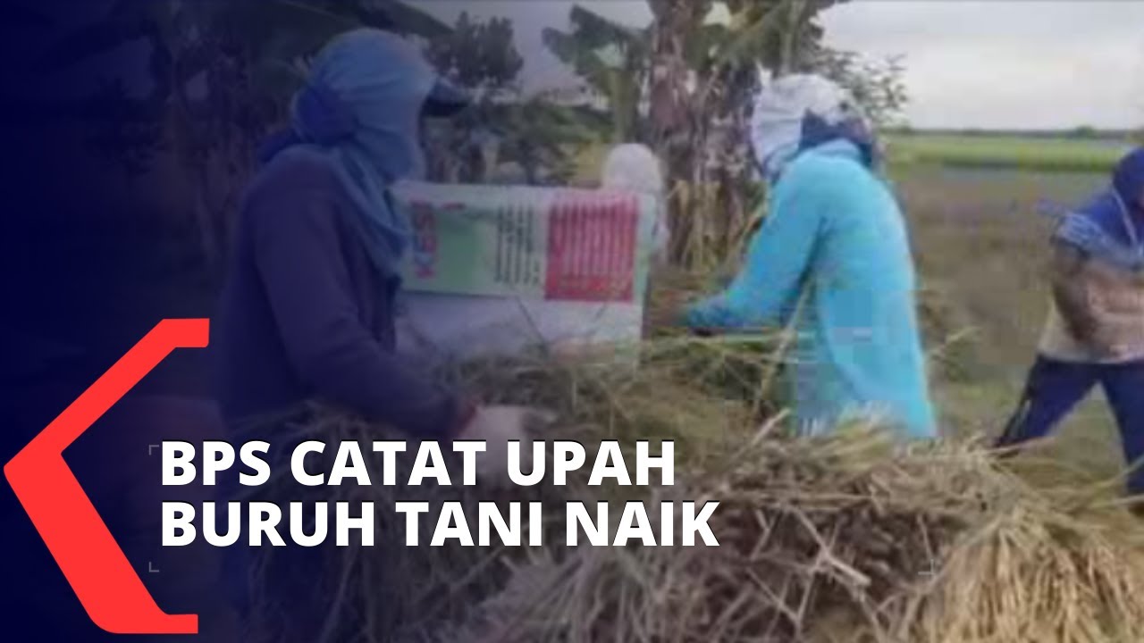 BPS Catat Upah Nominal dan Rill Buruh Tani Naik