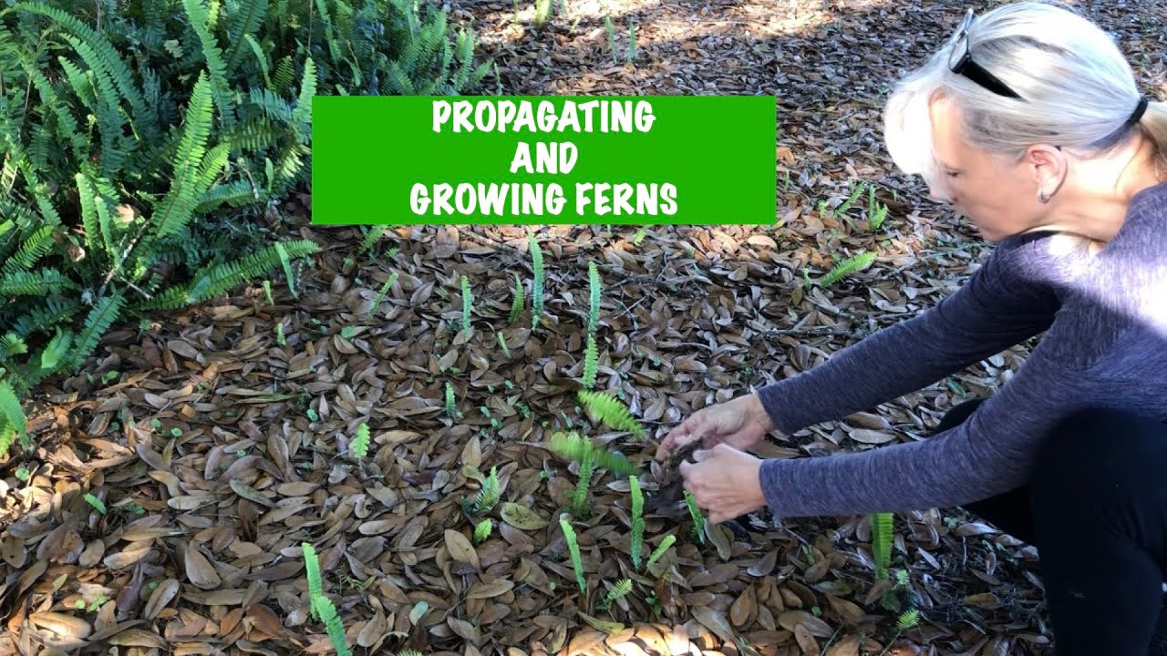 How To Grow Ferns In Your Garden