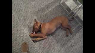 Brady As A Puppy Playing 2