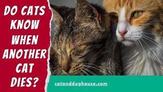 Do Cats Know When Another Cat Dies? How To Tell If Your Cat Is Grieving For A Lost Companion