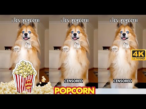 Kan hundar äta popcorn? | Min hunds reaktion på popcorn! | Hundrecensioner Mat | Min hundreaktion