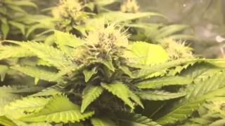 Day 36 of flower jack 47 sweet seeds