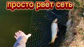 Сазаны весь паук рвут, перед икрометом. Караси огромные #fishing #рыбалка #낚시#fish