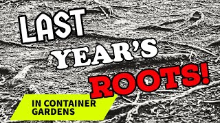 DEALING WITH ROOTS WHEN REPLANTING CONTAINERS  #replantingwickingtubs  #replantingearthboxes