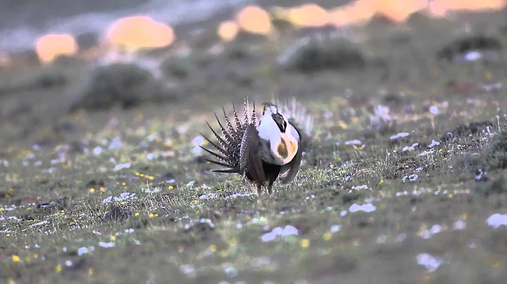 Oregon sage-grouse April 2016