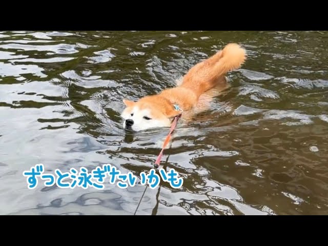 ボクはずっと泳ぎたい…な陽気な柴犬 - YouTube