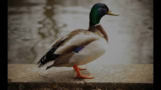 quack.mp3
