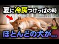 【知らないと危険】犬の正しい暑さ対策を獣医師が解説
