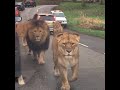 Walking amongst Lions