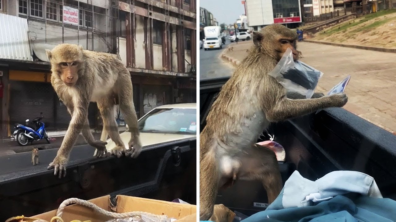 Hungry Monkeys Ransack Pickup Truck For Food YouTube
