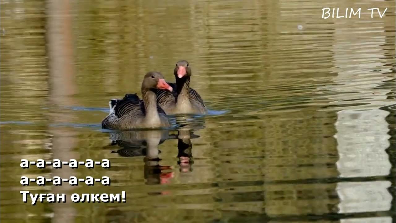 Ленинград облысының шалғындарындағы порно Үлкен қара әйелдер жалаңаш