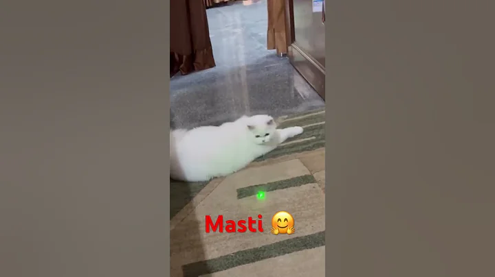 Video 9652231: persian cats catlover, persian catlover love, persian cat lovely cute