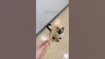 cat goes wild over catnip sticks 🍃 #catnip #catlife #cats