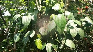 Sun Drying Fresh Black Pepper – From Plant to Spice! | hew sighs | #BlackPepper #Harvesting #Spices