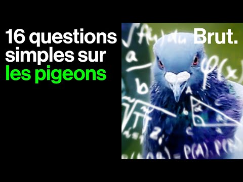 Vidéo: Quand les pigeons prennent-ils leur envol ?
