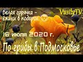 🌳По грибы в Подмосковье 16 июля 2020 г🌳Белая горячка – ёжики в подарок))