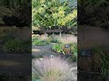 代々木公園宿根草gardenへ #ガーデニング #garden #宿根草