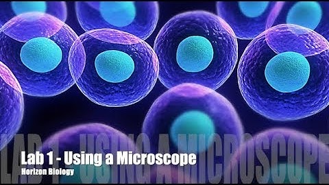 Lab 1 - Using a Microscope
