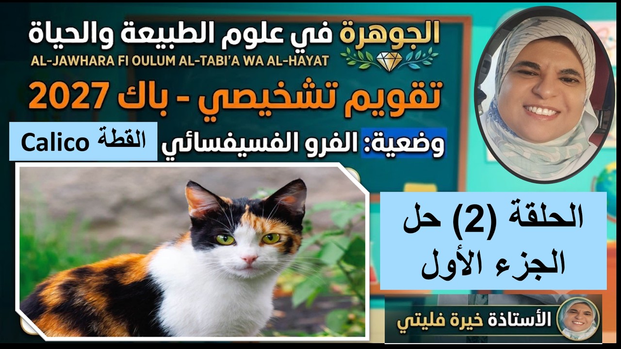 تمرين قطة كاليكو الحلقة 2