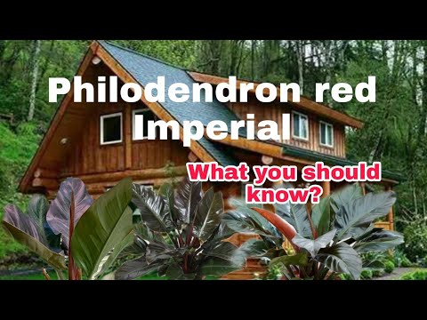 Imperial Red Philodendron   What you should know