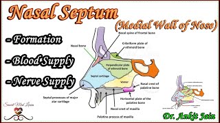 Nasal Septum / Medial Wall of Nasal Cavity/ Anatomy - Bones, Cartilages, Blood supply & Nerve Supply