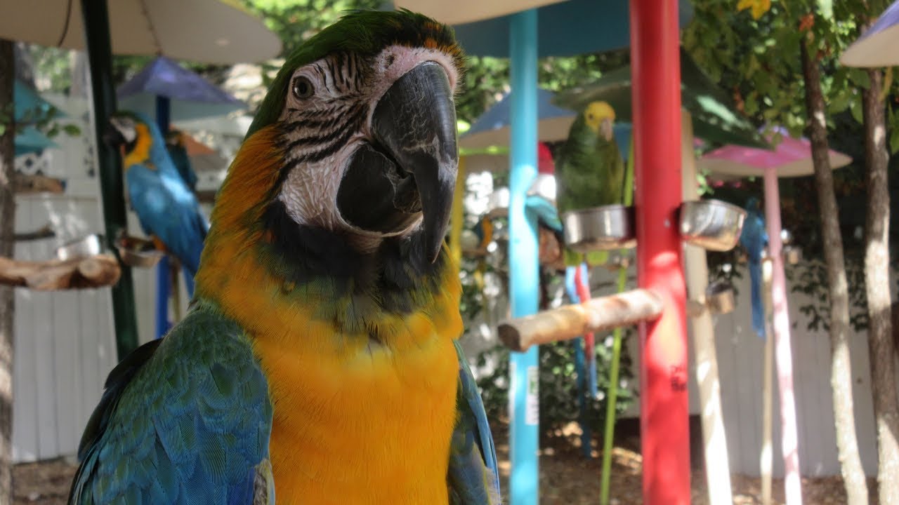 Parrot Mountain And Gardens Youtube