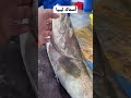 أجود سمك في البحر الأبيض المتوسط فيك يا ليبيا 