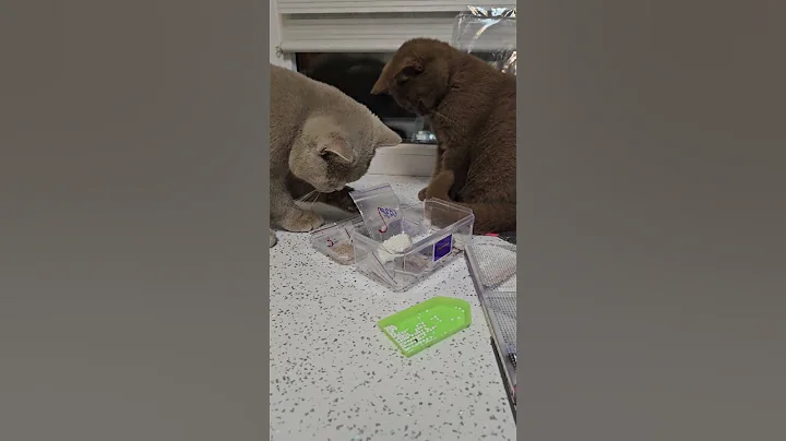 Video 3488001: cattery british, female british, male british