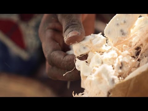 Vidéo: Combien reste-t-il de baobabs ?