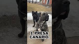 Top 10 My Favourite Dog Breed