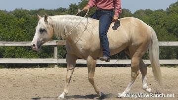 Cashthechexnow - bareback bridle-less trail, trot, lope, stops, spins! - ValleyViewRanch.net