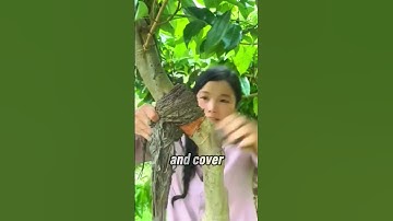 How Lychee Trees Clone Themselves Naturally 🌱🍒