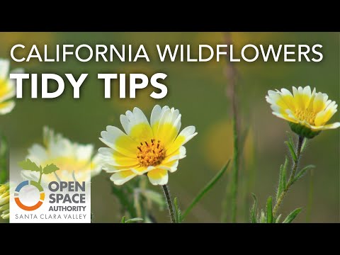 Video: Layia Tidy Tips Information - Caring For Tidy Tips Wildflowers