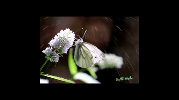 القارئ إسلام صبحي "ولقد خلقنا الإنسان ونعلم ما توسوس به نفسه ونحن أقرب إليه من حبل الوريد" من سورة ق