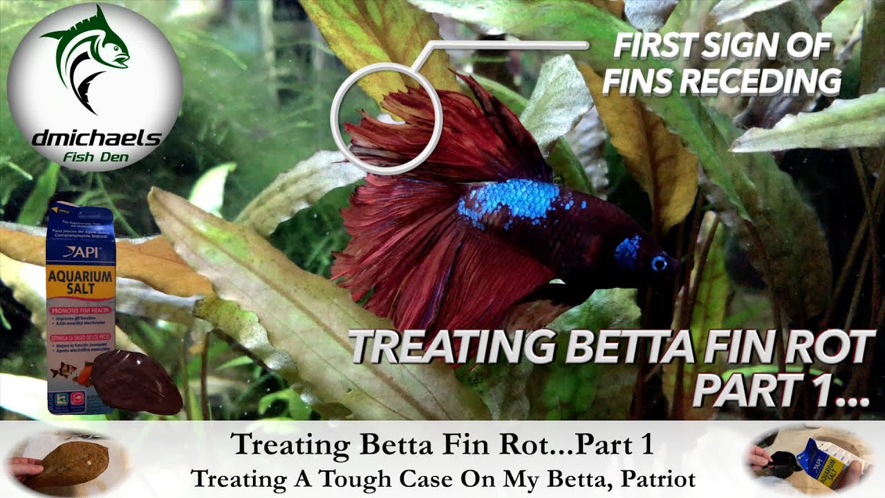 aquarium salt betta treatment