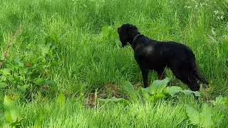 Bonnie (Gordon Setter)  and Bella (Bracco Italiano) find a partridge.