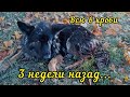 Команда верновцев спасла Весту. Миссия - поставить на лапы за 3 недели!