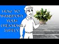 How to Transport | Chocolate Covered Strawberries | 5 rules to follow