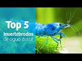 Top 5 invertebrados para agua dulce · 5️⃣ GAMBAS Y CARACOLES