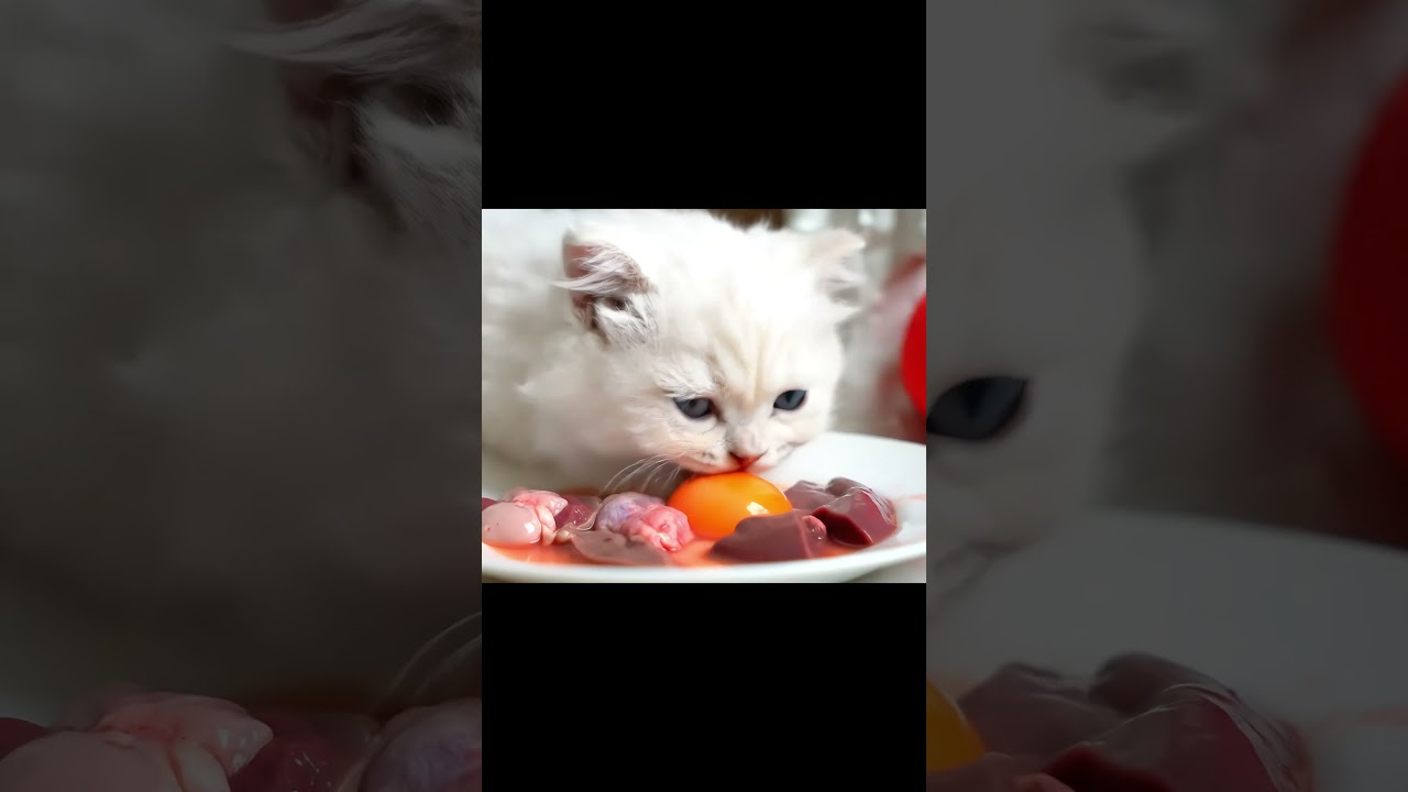 Crunchy Cat Food ASMR 🐾 | Satisfying Sounds of a Hungry Kitty Eating