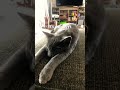 Fanny cat memes