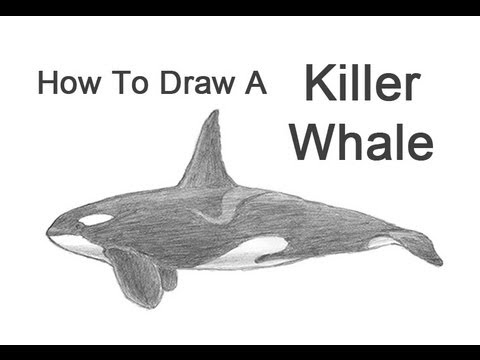 How to Draw a Killer Whale (Orca) - YouTube